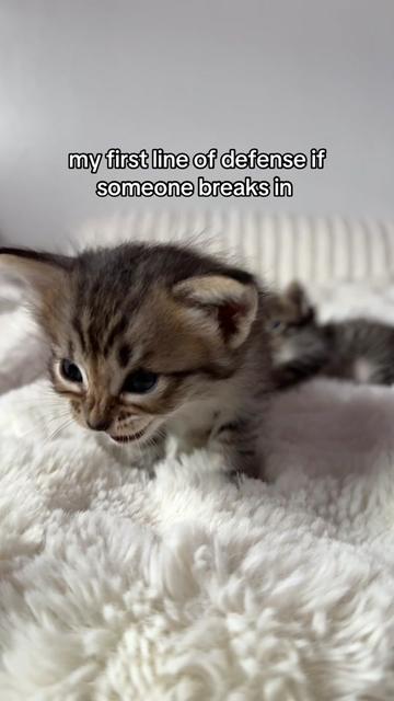 @Mia kittens