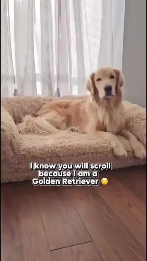 @🐶Griffin