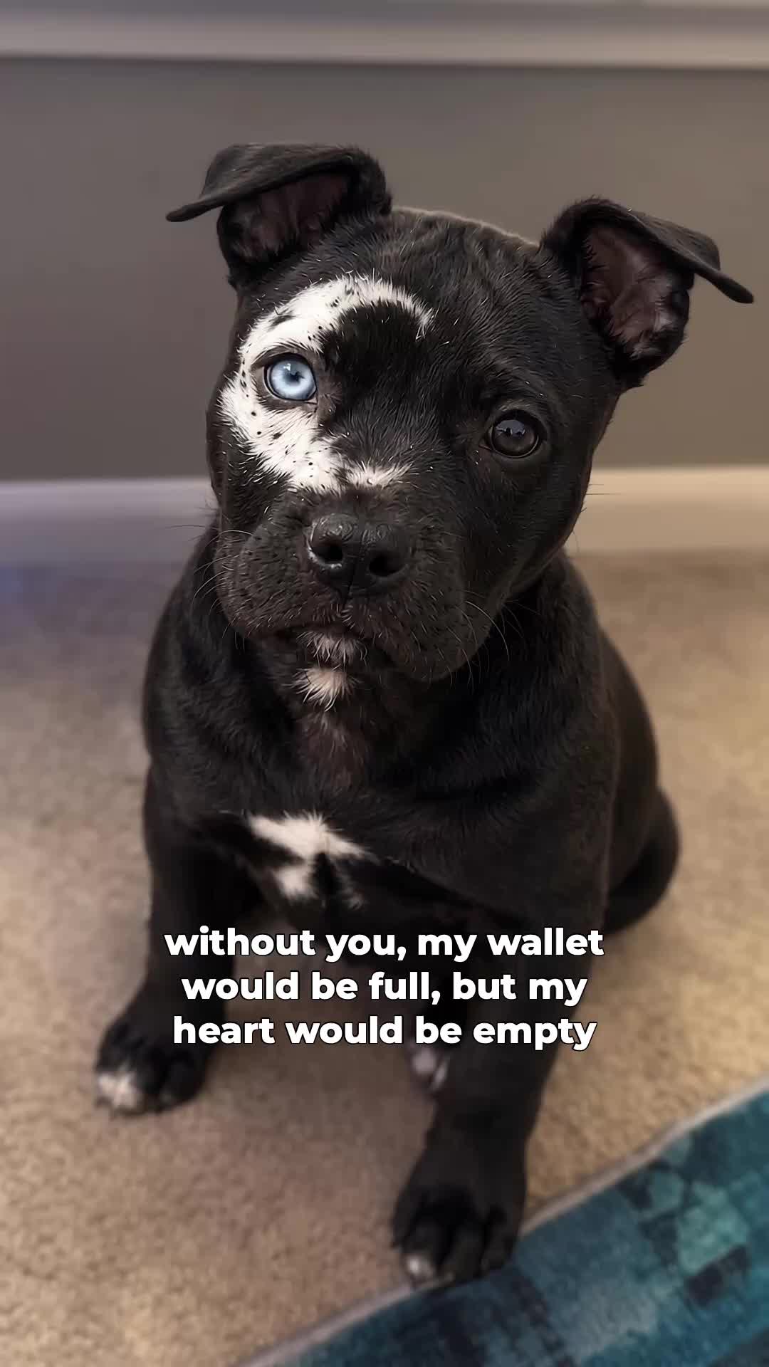 @moonfetches