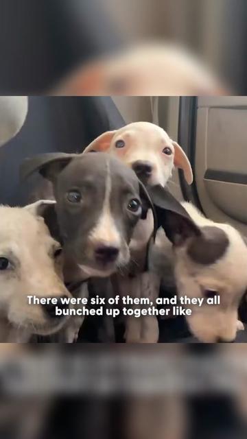 @Animals Stories