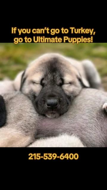 @Ultimate Puppies