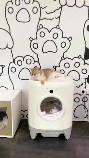 @dutchthebritishcat