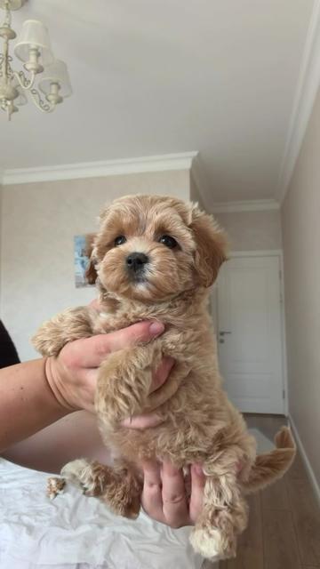 @Maltipoo Puppy Place