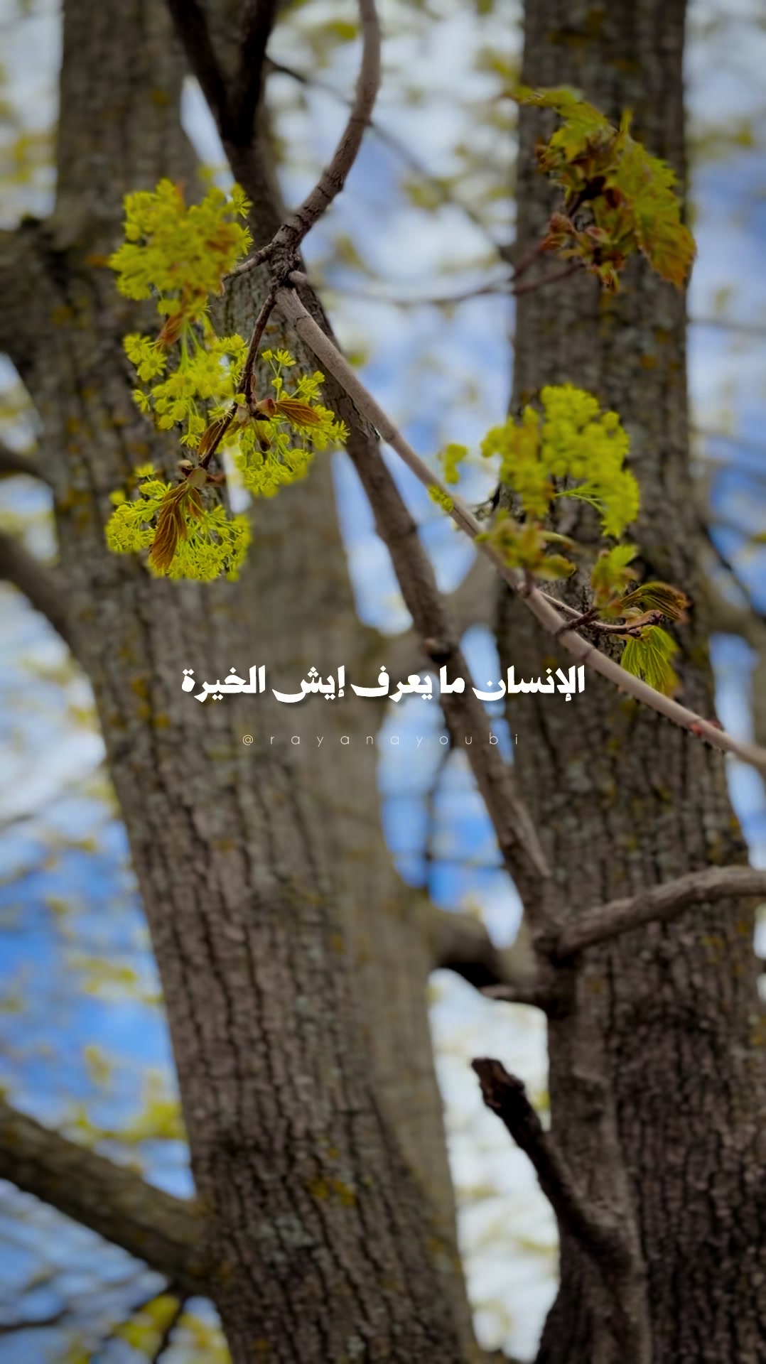 @Rayan El Ayoubi