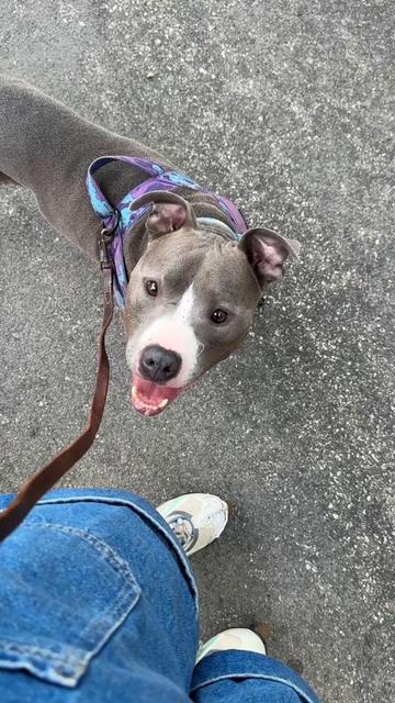 @sftsanimalrescue