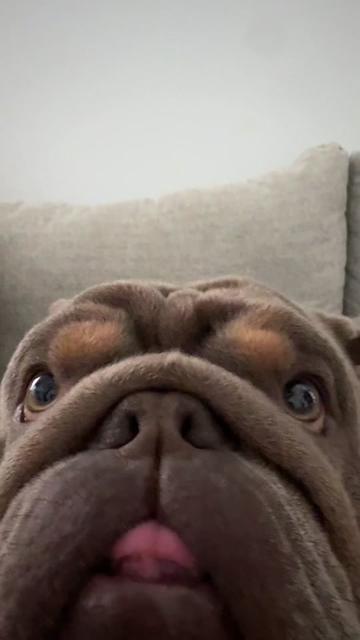@RawlsTheBulldog