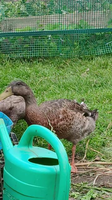 @Kaczogród u Milki🦆🦆🦆🦆