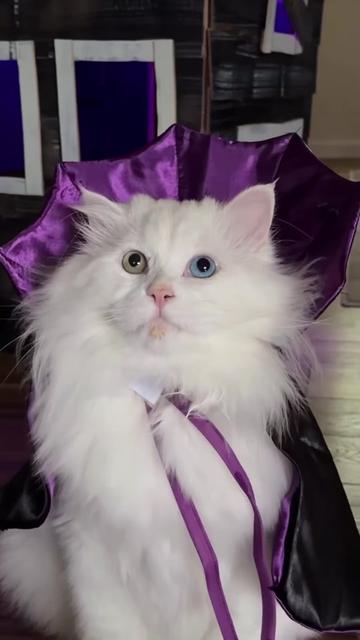 @Chonky World Of Cats