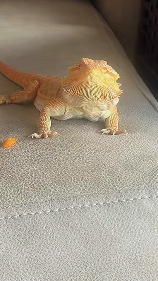@Stella_Oreo_Pumpkin