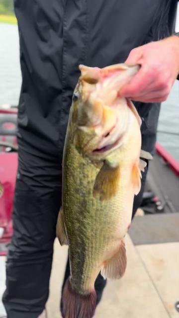 @Punkin Jigs