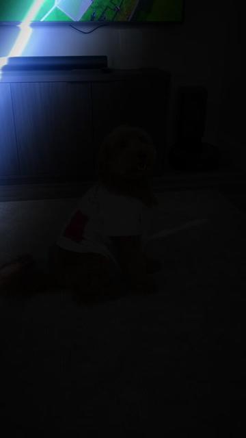 @TuckerTheTurlockDoodle