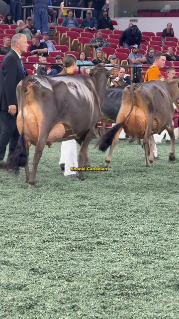 @shonki Canadian