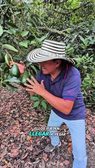 @tour del aguacate