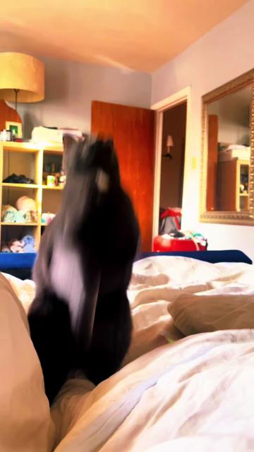 @NermalTCat