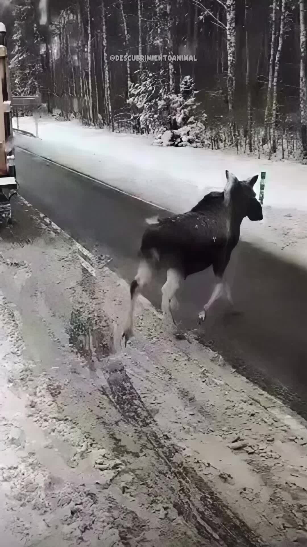 @Descubrimientoanimal