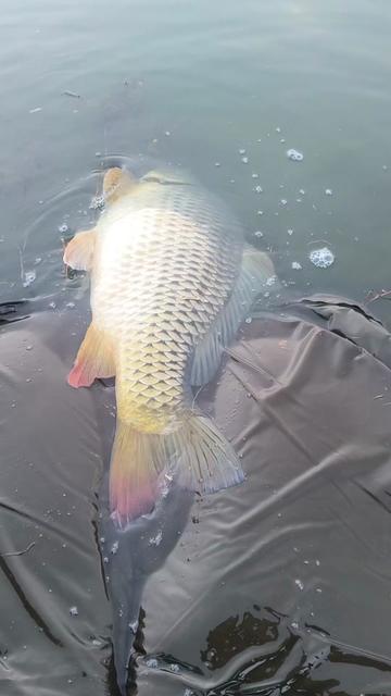 @Jocarpfishing