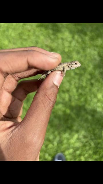 @reptileguyat