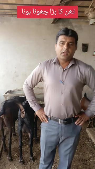 @Animal success