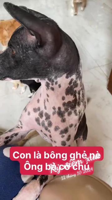 @yeuthuongchomeoba5