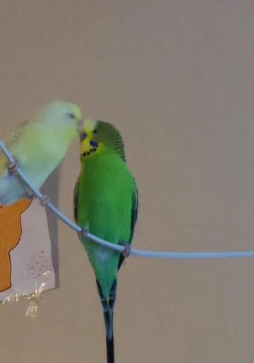 @Taha the Budgie