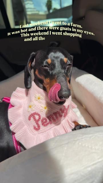 @Penny the Dachshund