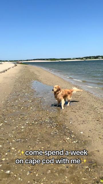 @rigatoni_thegolden