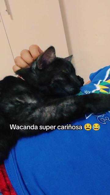 @🏳️&zwj;🌈🐼SoleyAM🐼🏳️&zwj;🌈