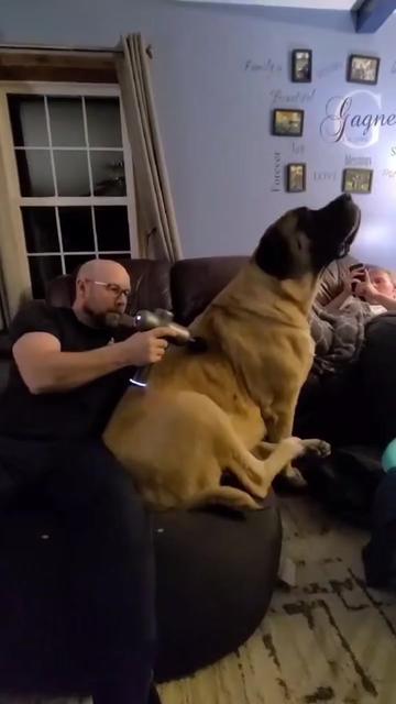 @Maple Mastiffs