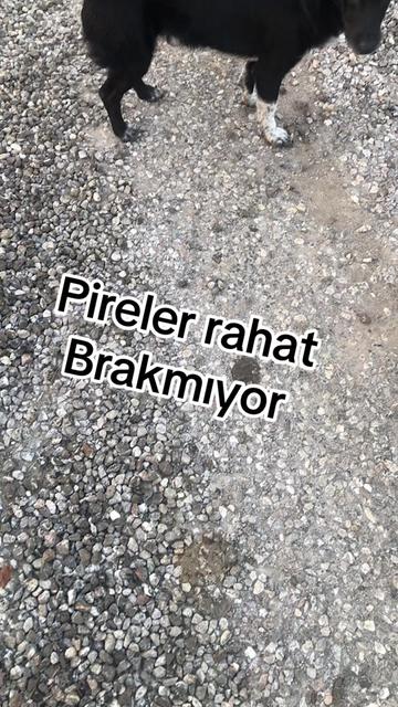 @&Ccedil;etin.Bey