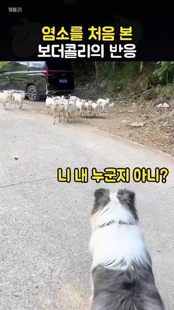 @개블리