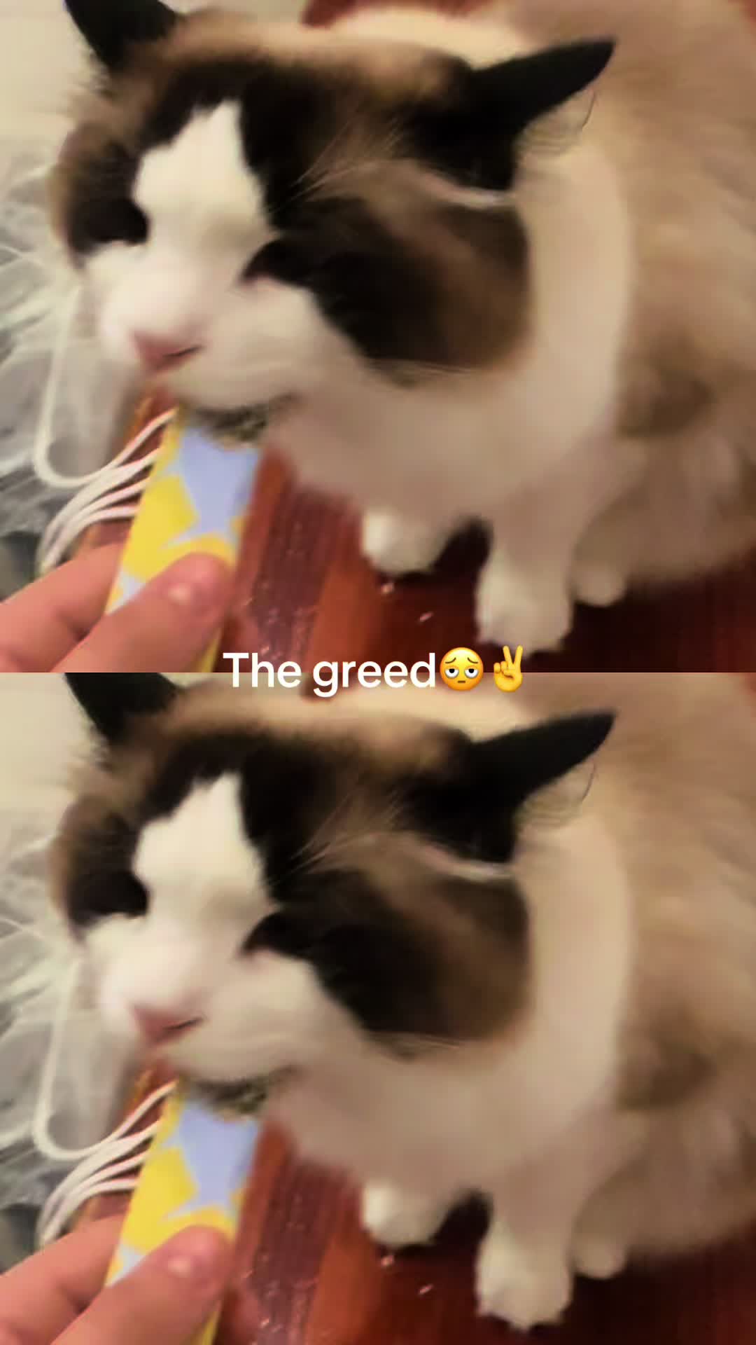 @wild_card__