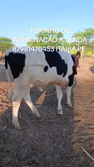@Zé de peitica do gado