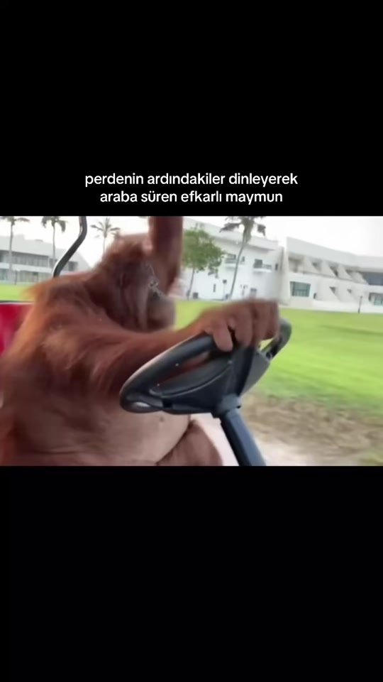 @Perdenin Ardındakiler