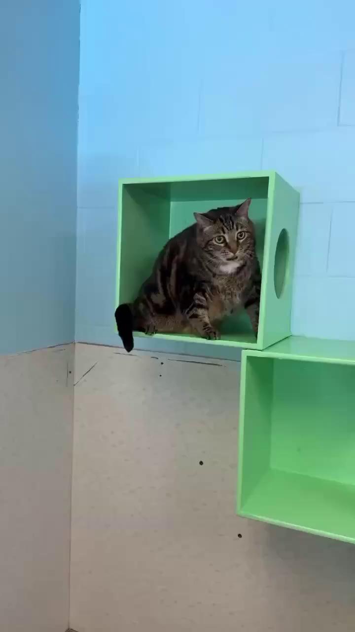 @BC SPCA