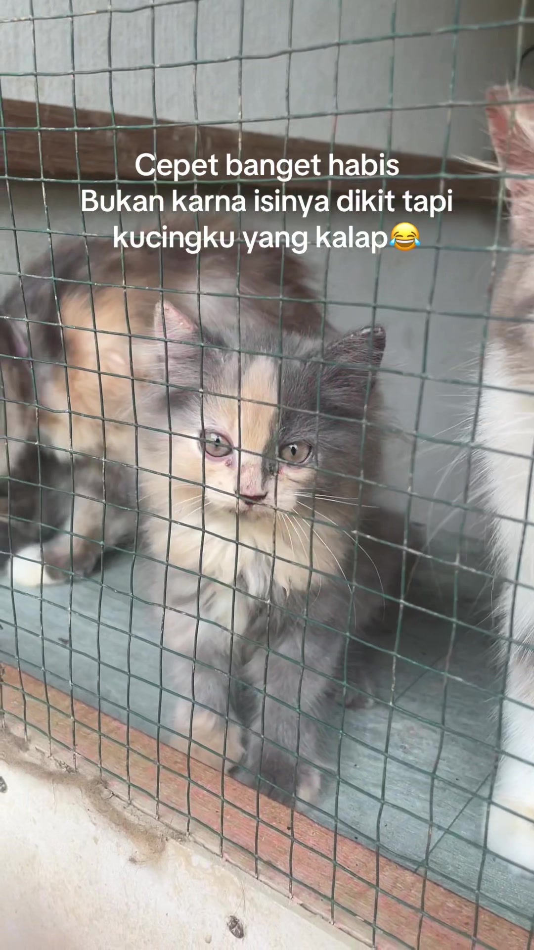@Kucingmeongmeong