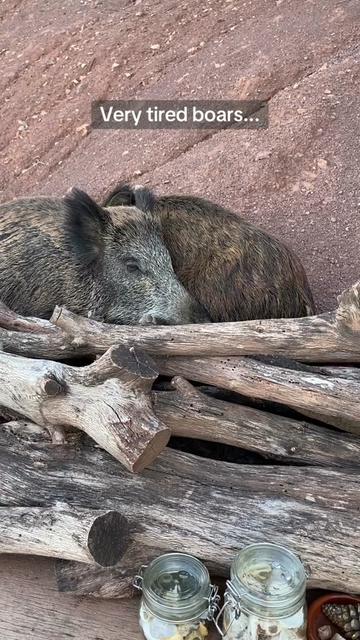@Cute Boars
