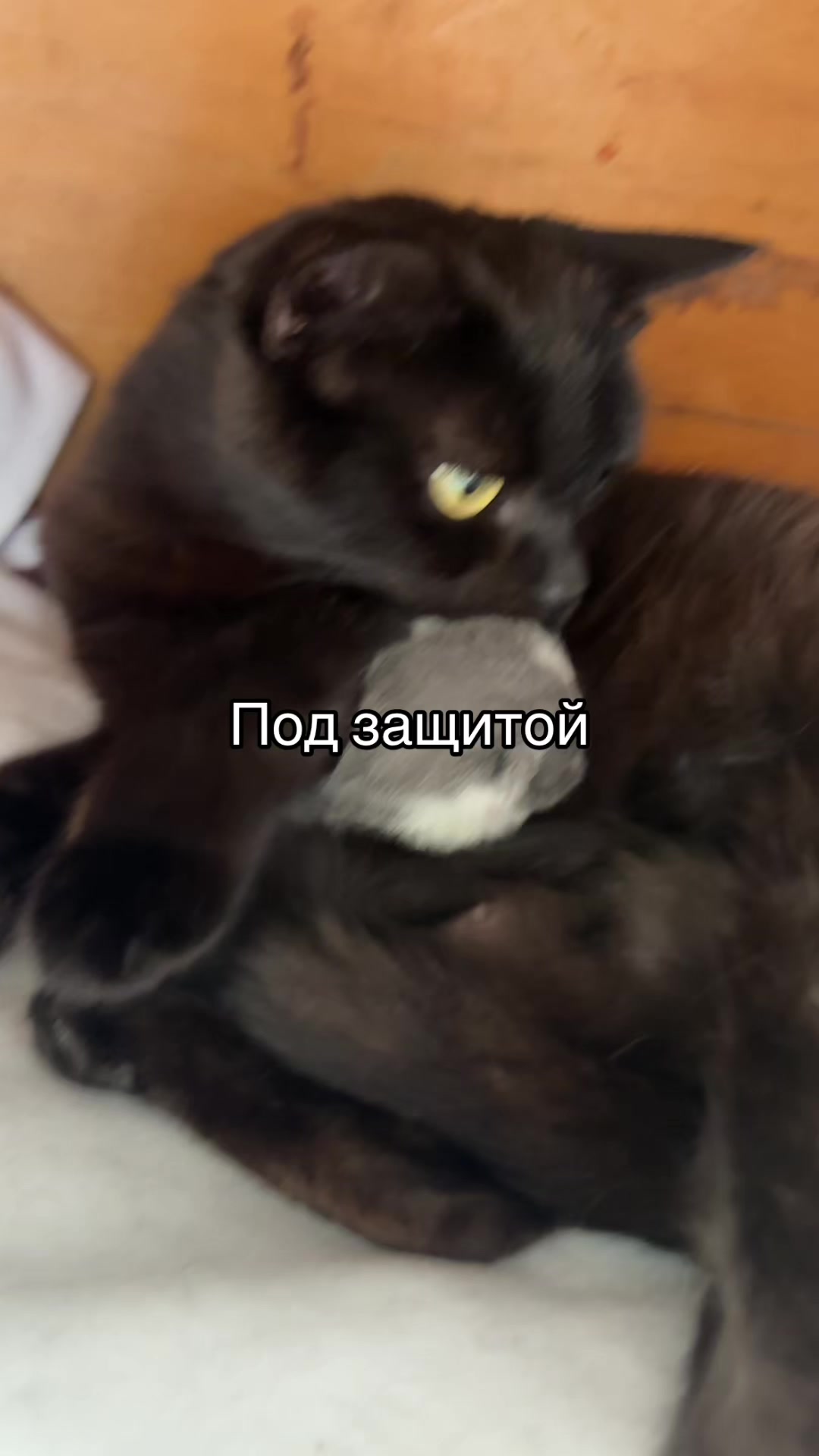 @Pashtet.com