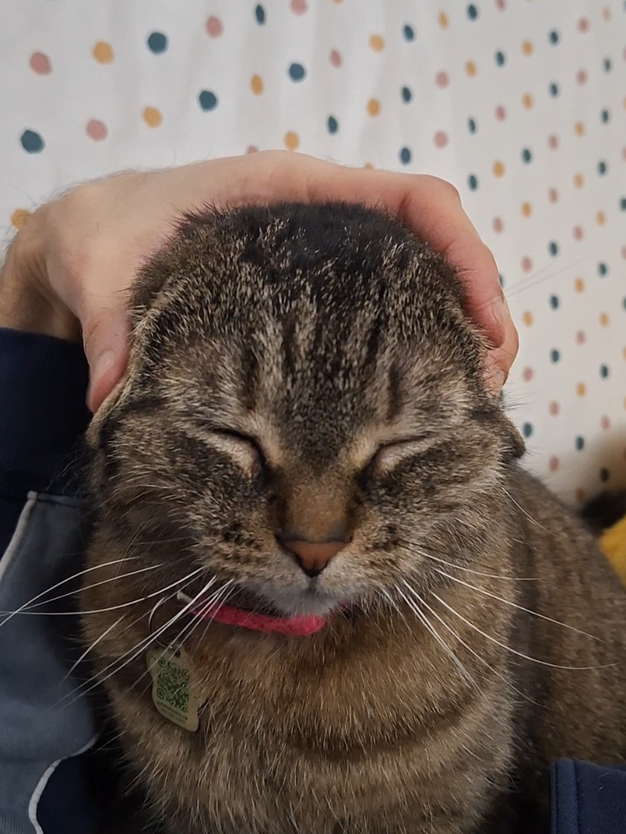 @Bellarda the cat