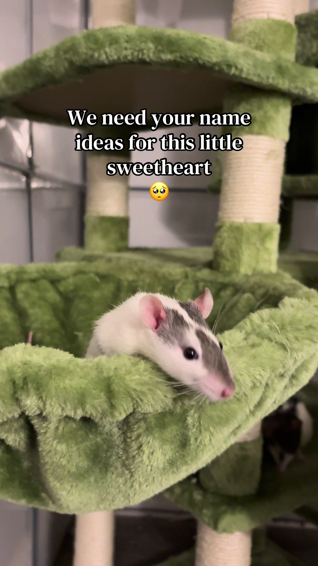 @Liloobi's Mischief