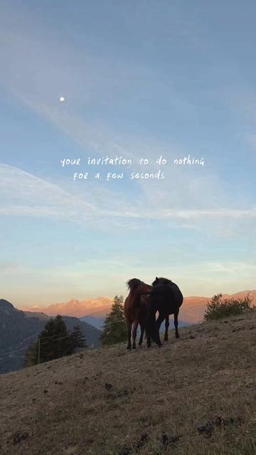 @Lorea ☾ Equine Imagery