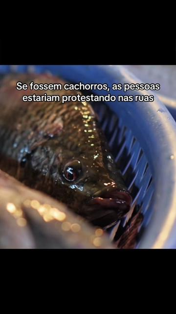 @Carne é cruel