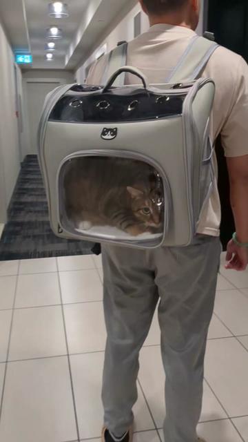 @Miss Mia the Tabby Cat