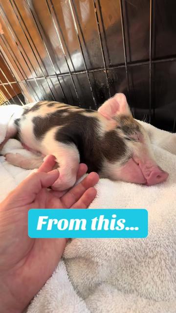 @Home for Hooves 🐽