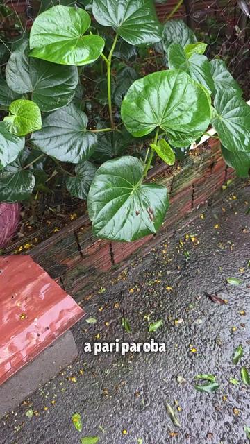 @Dicas e Receitas Naturais