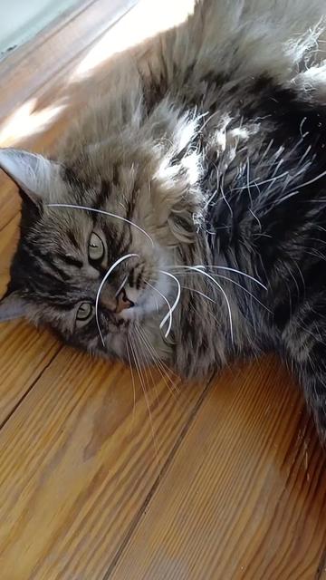 @cat_bayun_