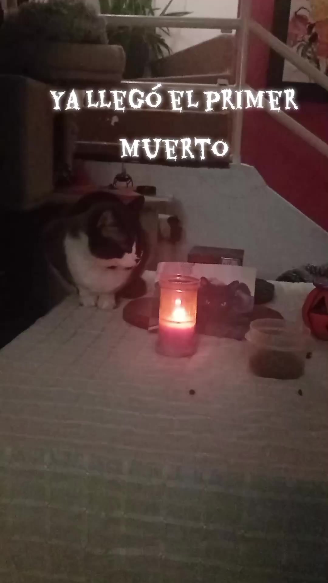 @CutiesCat House