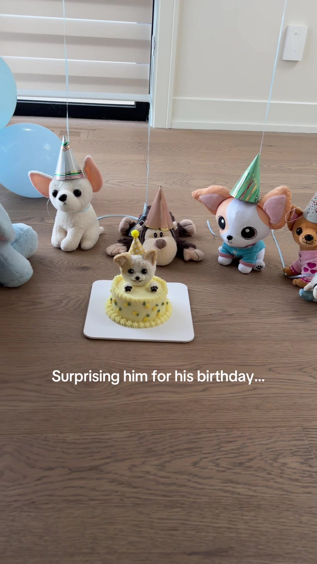 @Bao the Chihuahua