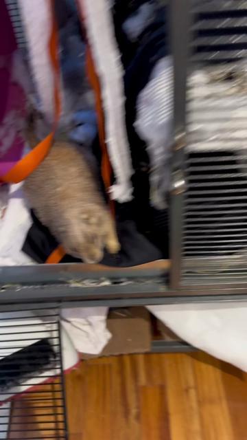 @Poppy the Prairie Dog