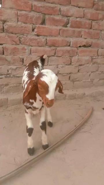 @javaid