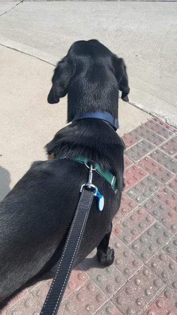 @Huxley Knox the Black Lab